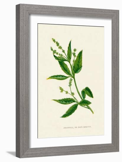 'Perennial, or Dog's Mercury', c1891, (1891)-Anne Pratt-Framed Giclee Print