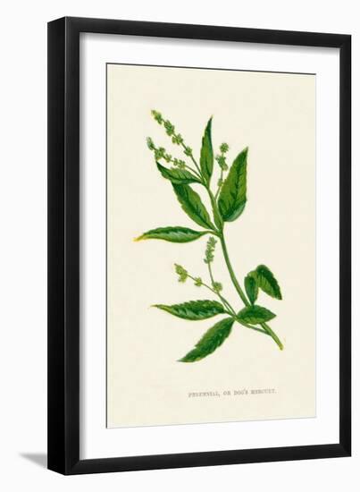 'Perennial, or Dog's Mercury', c1891, (1891)-Anne Pratt-Framed Giclee Print