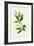 'Perennial, or Dog's Mercury', c1891, (1891)-Anne Pratt-Framed Giclee Print