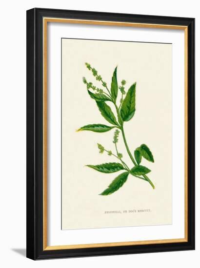 'Perennial, or Dog's Mercury', c1891, (1891)-Anne Pratt-Framed Giclee Print