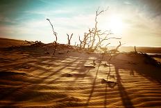 Desert Landscape with Dead Plants in Sand Dunes under Sunny Sky. Global Warming Concept. Nature Bac-Perfect Lazybones-Photographic Print