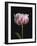 Perfect Peony-Assaf Frank-Framed Giclee Print