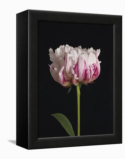 Perfect Peony-Assaf Frank-Framed Stretched Canvas