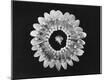 Premium Photographic Print