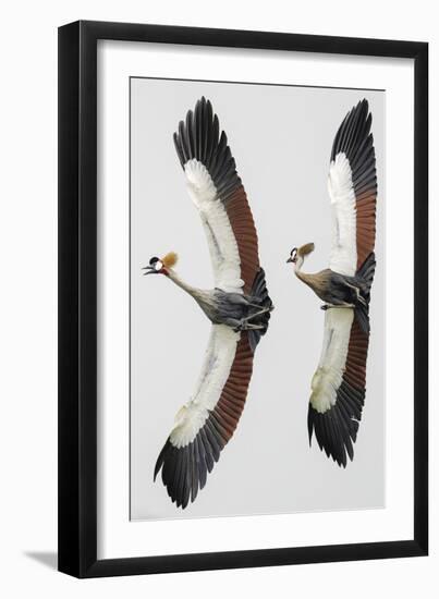 Perfectly in Sync-Staffan Widstrand-Framed Giclee Print