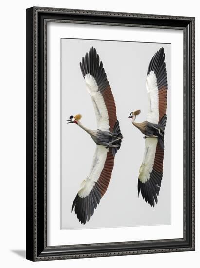 Perfectly in Sync-Staffan Widstrand-Framed Giclee Print