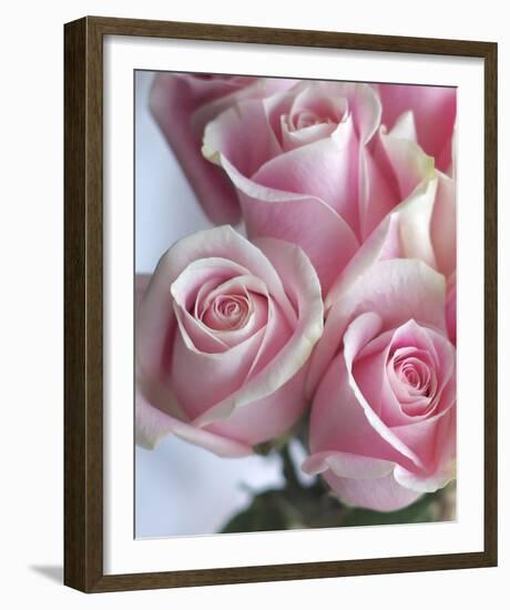 Perfectly Pink I-Monika Burkhart-Framed Photo