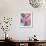 Perfectly Pink I-Monika Burkhart-Framed Photo displayed on a wall