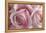 Perfectly Pink IV-Monika Burkhart-Framed Stretched Canvas