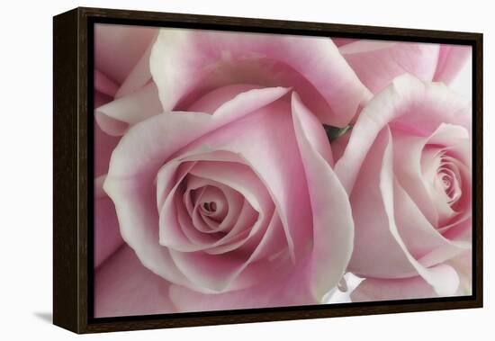 Perfectly Pink IV-Monika Burkhart-Framed Stretched Canvas