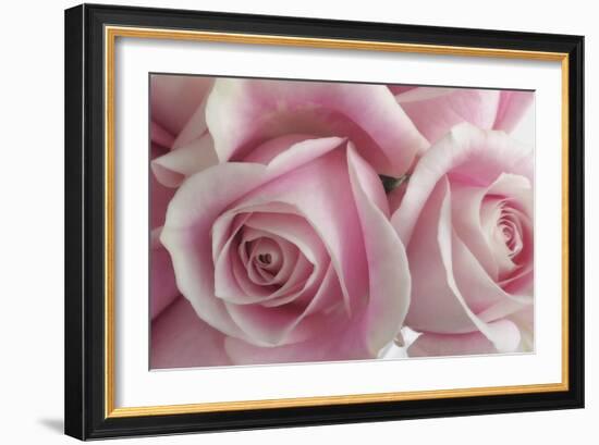 Perfectly Pink IV-Monika Burkhart-Framed Photographic Print