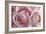 Perfectly Pink IV-Monika Burkhart-Framed Photo