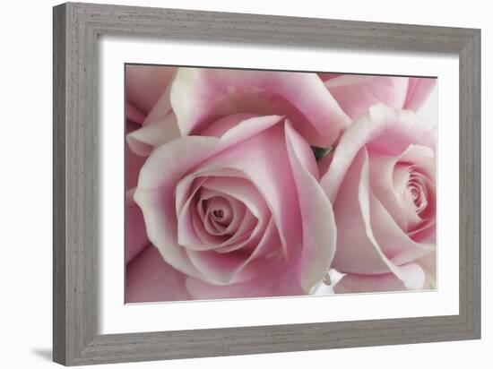 Perfectly Pink IV-Monika Burkhart-Framed Photo