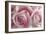 Perfectly Pink IV-Monika Burkhart-Framed Photo