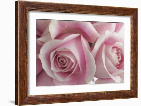 Perfectly Pink IV-Monika Burkhart-Framed Photo