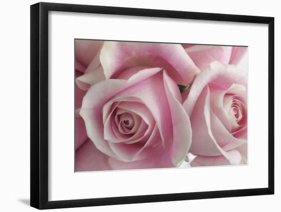 Perfectly Pink IV-Monika Burkhart-Framed Photo