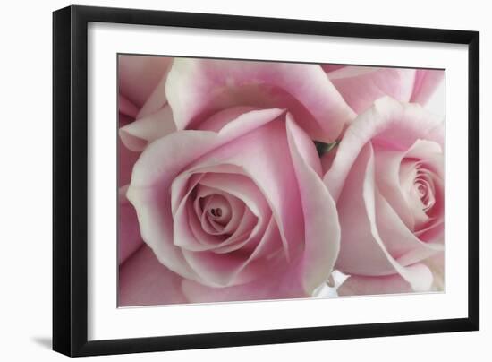 Perfectly Pink IV-Monika Burkhart-Framed Photo