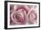 Perfectly Pink IV-Monika Burkhart-Framed Photo