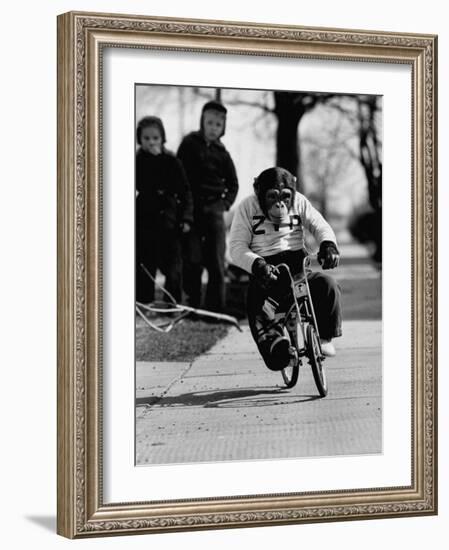 Performing Chimpanzee Zippy Riding a Bike-null-Framed Photographic Print