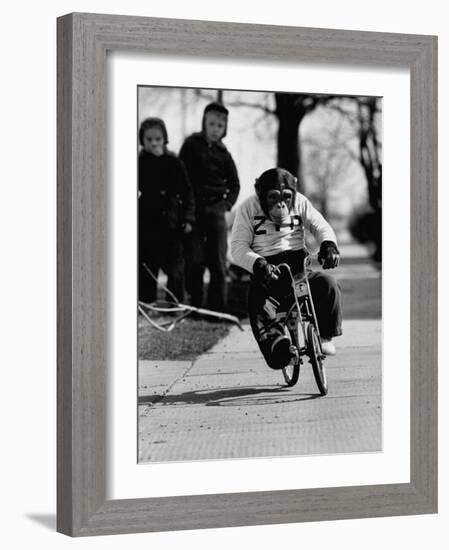 Performing Chimpanzee Zippy Riding a Bike-null-Framed Photographic Print