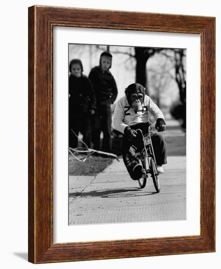 Performing Chimpanzee Zippy Riding a Bike-null-Framed Photographic Print