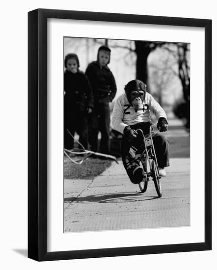 Performing Chimpanzee Zippy Riding a Bike-null-Framed Photographic Print