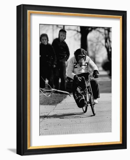 Performing Chimpanzee Zippy Riding a Bike-null-Framed Photographic Print