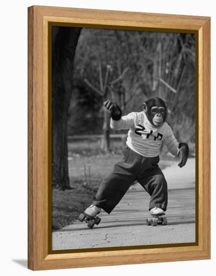 Performing Chimpanzee Zippy Riding on Skates-null-Framed Premier Image Canvas