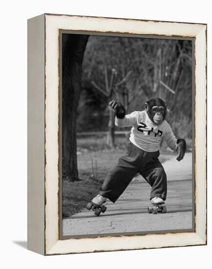 Performing Chimpanzee Zippy Riding on Skates-null-Framed Premier Image Canvas