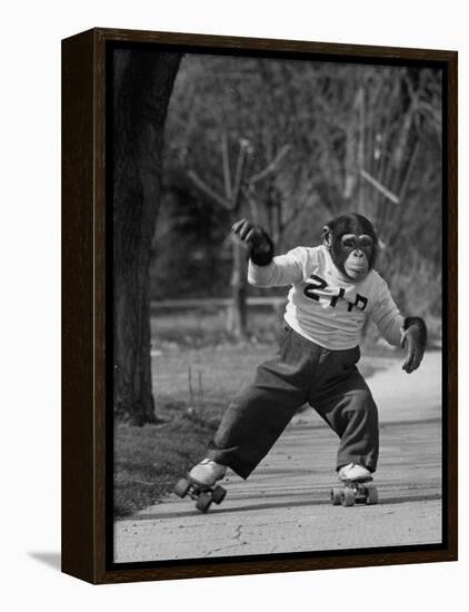 Performing Chimpanzee Zippy Riding on Skates-null-Framed Premier Image Canvas