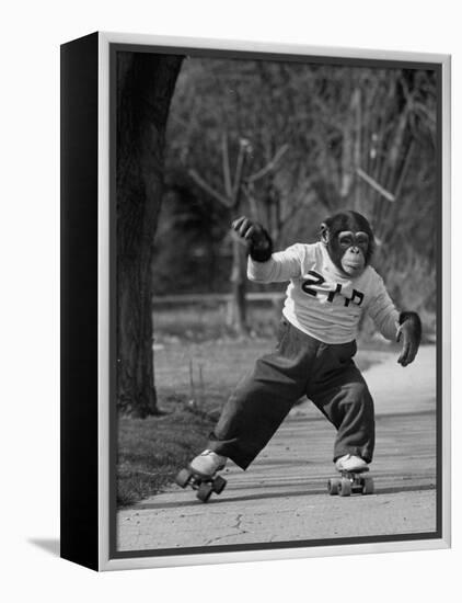 Performing Chimpanzee Zippy Riding on Skates-null-Framed Premier Image Canvas