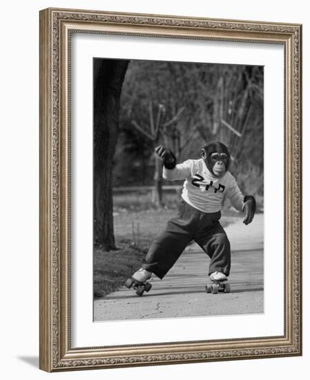 Performing Chimpanzee Zippy Riding on Skates--Framed Photographic Print