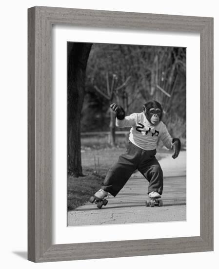 Performing Chimpanzee Zippy Riding on Skates-null-Framed Photographic Print