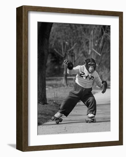 Performing Chimpanzee Zippy Riding on Skates-null-Framed Photographic Print