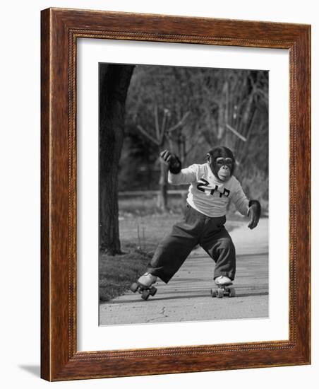 Performing Chimpanzee Zippy Riding on Skates-null-Framed Photographic Print