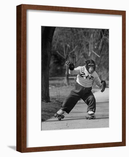 Performing Chimpanzee Zippy Riding on Skates-null-Framed Photographic Print