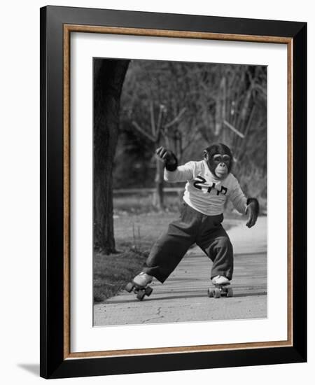 Performing Chimpanzee Zippy Riding on Skates--Framed Photographic Print