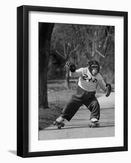 Performing Chimpanzee Zippy Riding on Skates--Framed Photographic Print