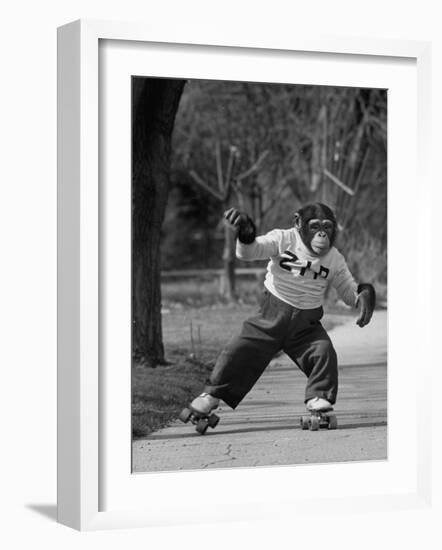 Performing Chimpanzee Zippy Riding on Skates-null-Framed Photographic Print