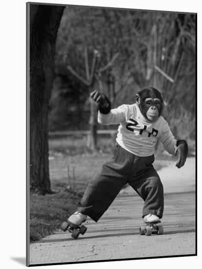 Performing Chimpanzee Zippy Riding on Skates-null-Mounted Photographic Print