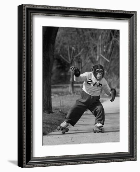 Performing Chimpanzee Zippy Riding on Skates-null-Framed Photographic Print