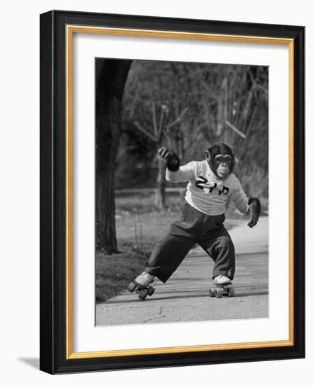 Performing Chimpanzee Zippy Riding on Skates-null-Framed Photographic Print