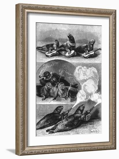 Performing Seals at a Circus, C. 1890-null-Framed Art Print
