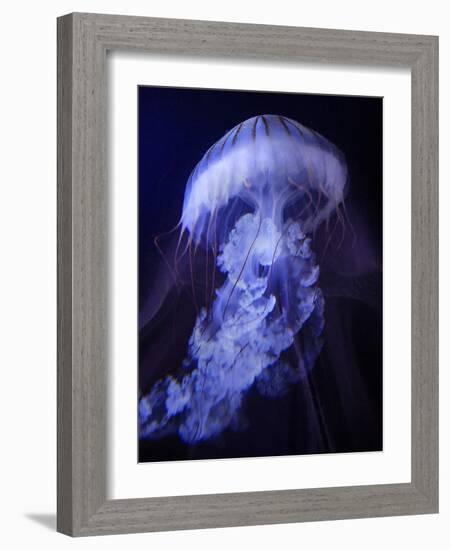 Peri Gelatinous I-Steve Hunziker-Framed Art Print