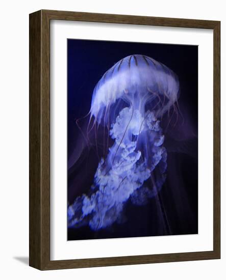 Peri Gelatinous I-Steve Hunziker-Framed Art Print