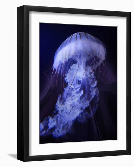 Peri Gelatinous I-Steve Hunziker-Framed Art Print