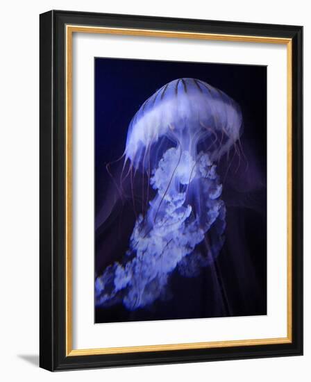 Peri Gelatinous I-Steve Hunziker-Framed Art Print