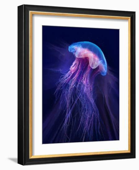 Peri Gelatinous II-Steve Hunziker-Framed Art Print