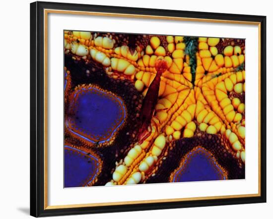 Periclemenes Soror Shrimp and Culcita Novaeguineae-Andrea Ferrari-Framed Photographic Print