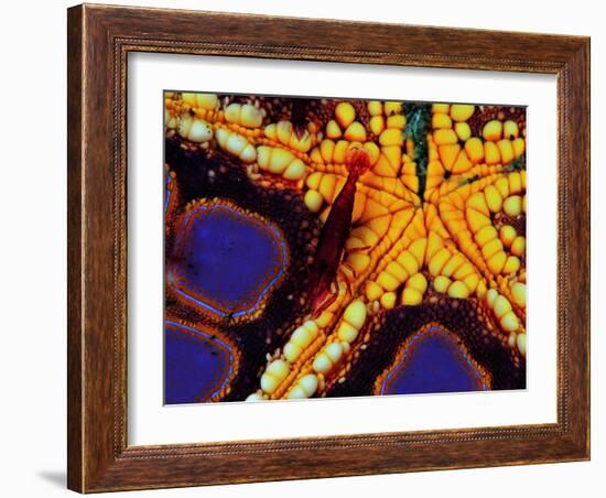 Periclemenes Soror Shrimp and Culcita Novaeguineae-Andrea Ferrari-Framed Photographic Print